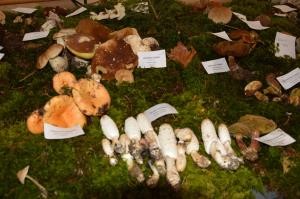 Kljub slabi gobarski sezoni lepa bera gob na razstavi 1